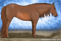 Horse Color:Liver Chestnut 