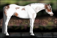 Horse Color:White Spotted Bay Tobiano Frame 