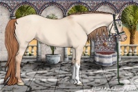 Horse Color:Gold Champagne Dun 