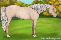 Horse Color:Silver Amber Champagne Roan