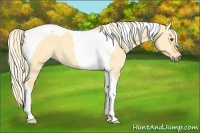 Horse Color:Palomino Dun Tobiano 
