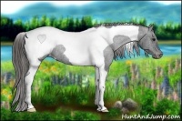 Horse Color:Black Tobiano Snowcap Rabicano 