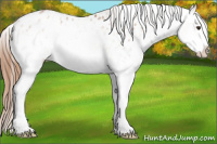 Horse Color:White Spotted Chestnut Splash Appaloosa 