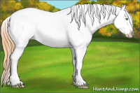 Horse Color:Amber Cream Champagne Dun Blanket 