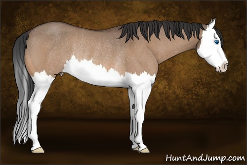 Horse Color:Bay Roan Dun Splash Rabicano