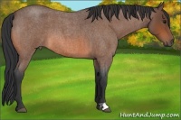 Horse Color:Bay Roan 