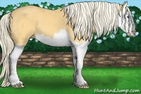 Horse Color:Palomino Splash