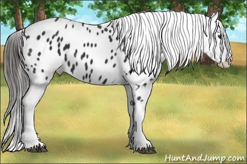 Horse Color: Liver Chestnut Blanket 
