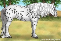 Horse Color:Liver Chestnut Appaloosa 