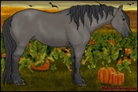 Horse Color:Grullo 