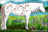 Horse Color:Liver Chestnut Appaloosa 