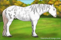 Horse Color:Liver Chestnut Appaloosa