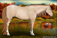 Horse Color:Buckskin Pearl 