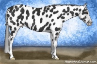 Horse Color:Liver Chestnut Appaloosa