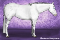 Horse Color:Blue Roan Frame 