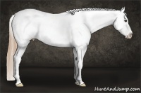 Horse Color:White Spotted Liver Red Roan Splash Appaloosa 