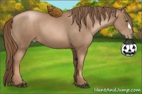 Horse Color:Liver Chestnut Pearl 