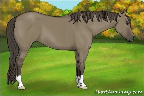 Horse Color: Smoky Grullo 