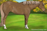 Horse Color:Chocolate Palomino 
