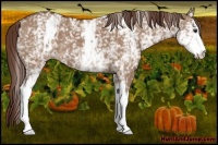 Horse Color:White Spotted Liver Red Dun 