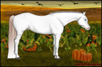 Horse Color:Liver Chestnut Frame 