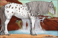 Horse Color:White Spotted Liver Chestnut Appaloosa 