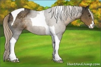 Horse Color:Chocolate Palomino Sabino Tobiano 