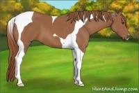 Horse Color:Chestnut Tobiano