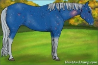 Horse Color:ERROR: UNKNOWN ANOMALY