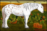Horse Color:Liver Chestnut Appaloosa 