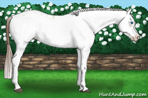Horse Color: Liver Chestnut Frame 