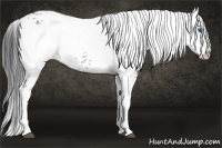 Horse Color:Black Frame 