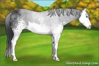 Horse Color:White Spotted Black Sabino Splash