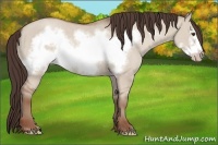 Horse Color:Classic Champagne Dun Frame 