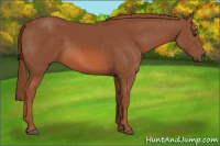 Horse Color:Liver Chestnut 