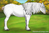Horse Color:Liver Red Roan Frame