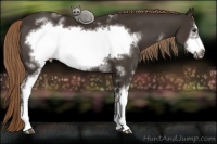 Horse Color:White Spotted Liver Chestnut Frame 
