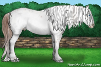 Horse Color:Liver Chestnut Frame 