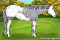 Horse Color:Black Splash Appaloosa