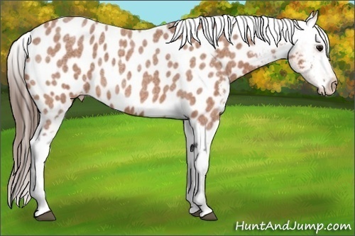 Horse Color: Bay Roan Near Leopard 