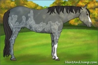 Horse Color:Liver Chestnut Ice