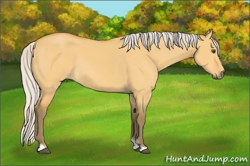 Horse Color: Silver Buckskin Dun Tobiano 
