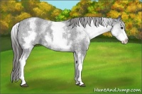 Horse Color:White Spotted Black Varnish 