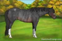 Horse Color:Brown Varnish Rabicano 