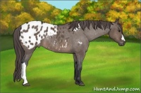 Horse Color:Brown Dun Appaloosa Rabicano 