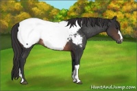 Horse Color:Brown Snowcap Rabicano 