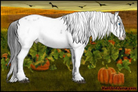 Horse Color:Black Frame 