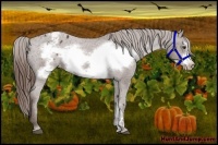 Horse Color:Liver Chestnut Frame Appaloosa 