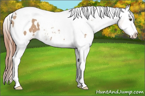 Horse Color: Bay Dun Splash Tobiano Blanket 