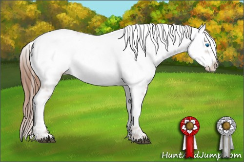 Horse Color: Liver Chestnut Frame 